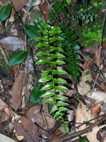 Bolbitis rhizophylla