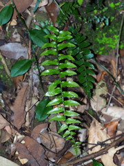 Bolbitis rhizophylla