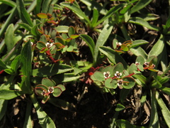 Euphorbia orbiculata