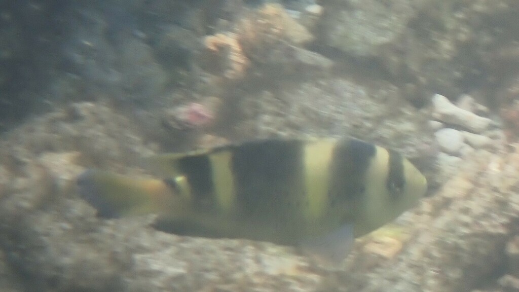 Banded Damsel