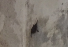 Emballonuridae
