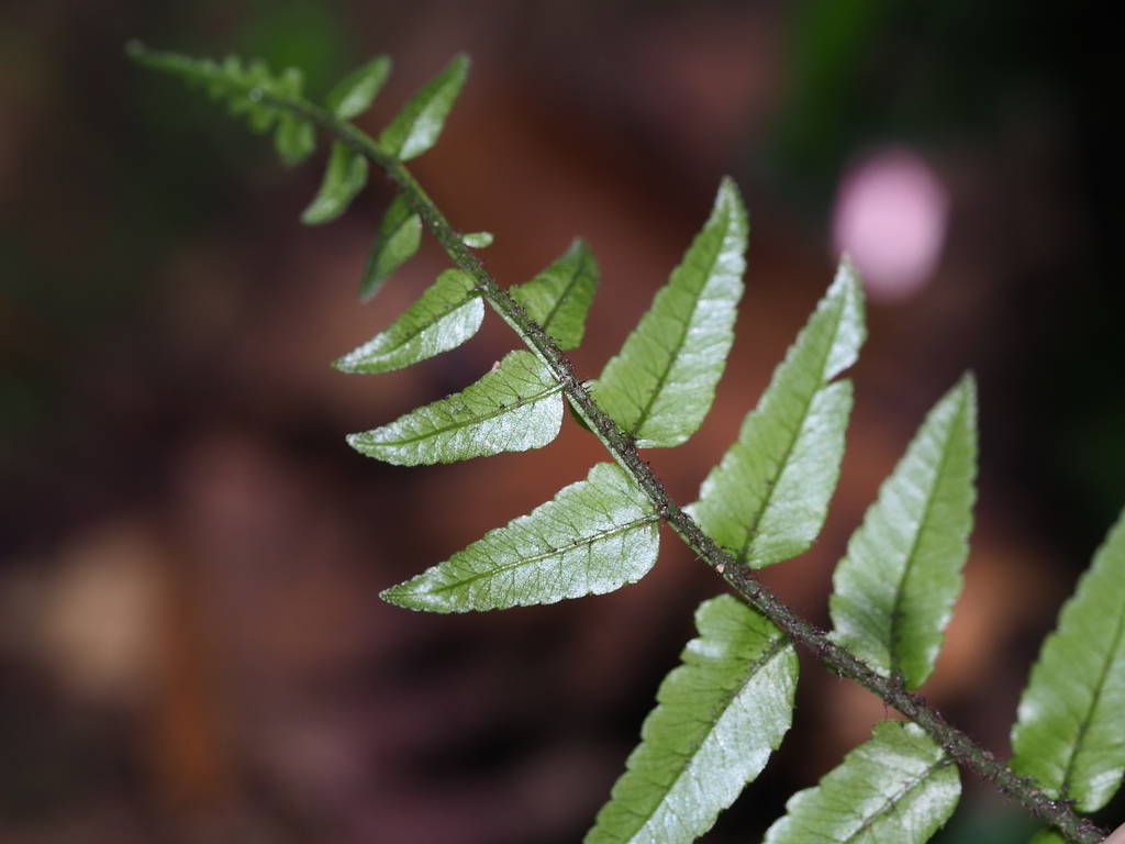 Bolbitis rhizophylla; photograph author not stated, no rights reserved