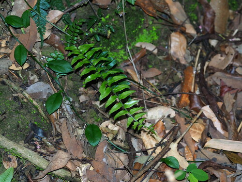 Bolbitis rhizophylla, photograph 2