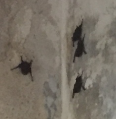 Emballonuridae