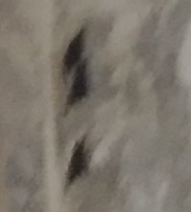 Emballonuridae
