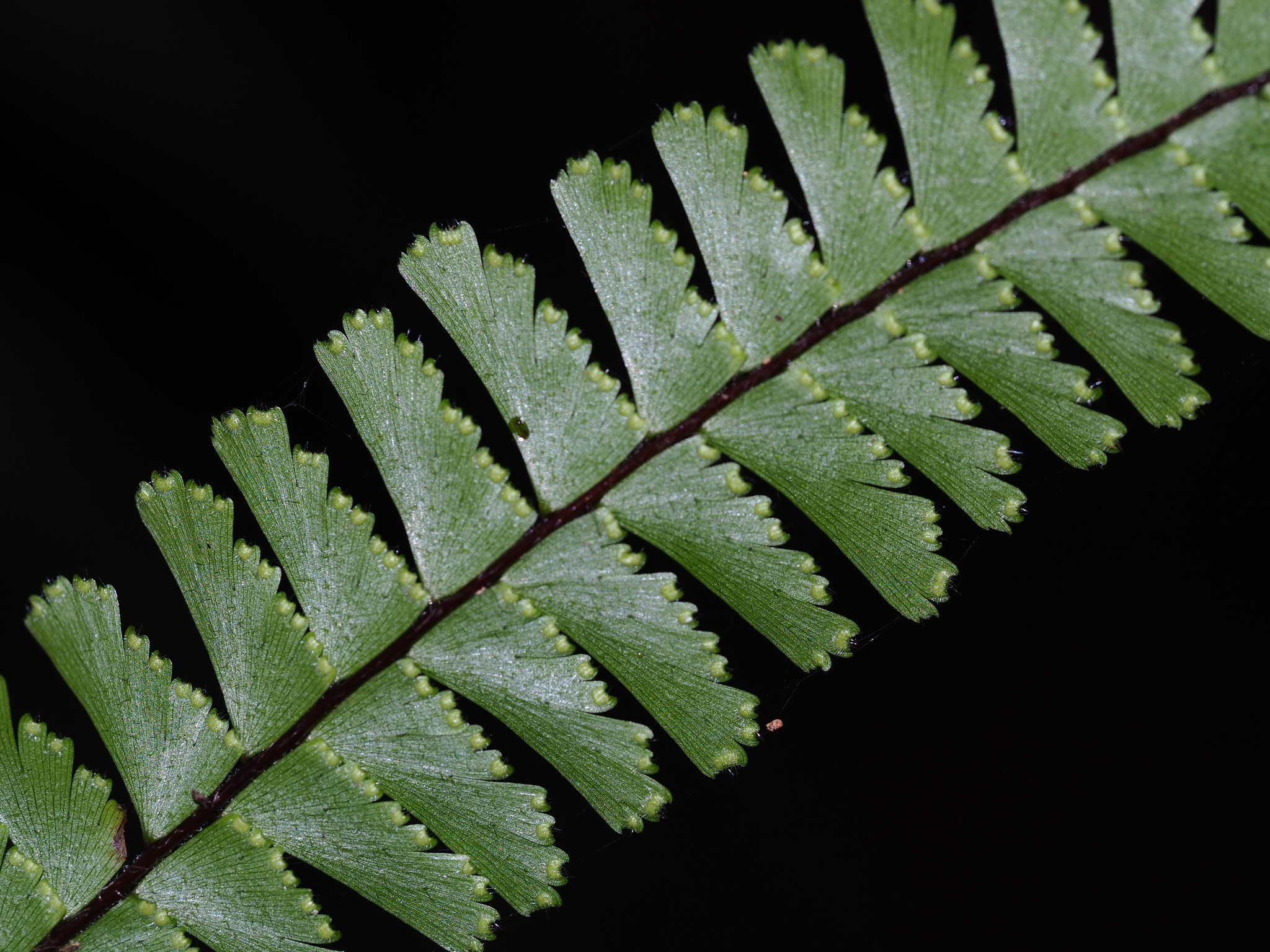 Adiantum caudatum