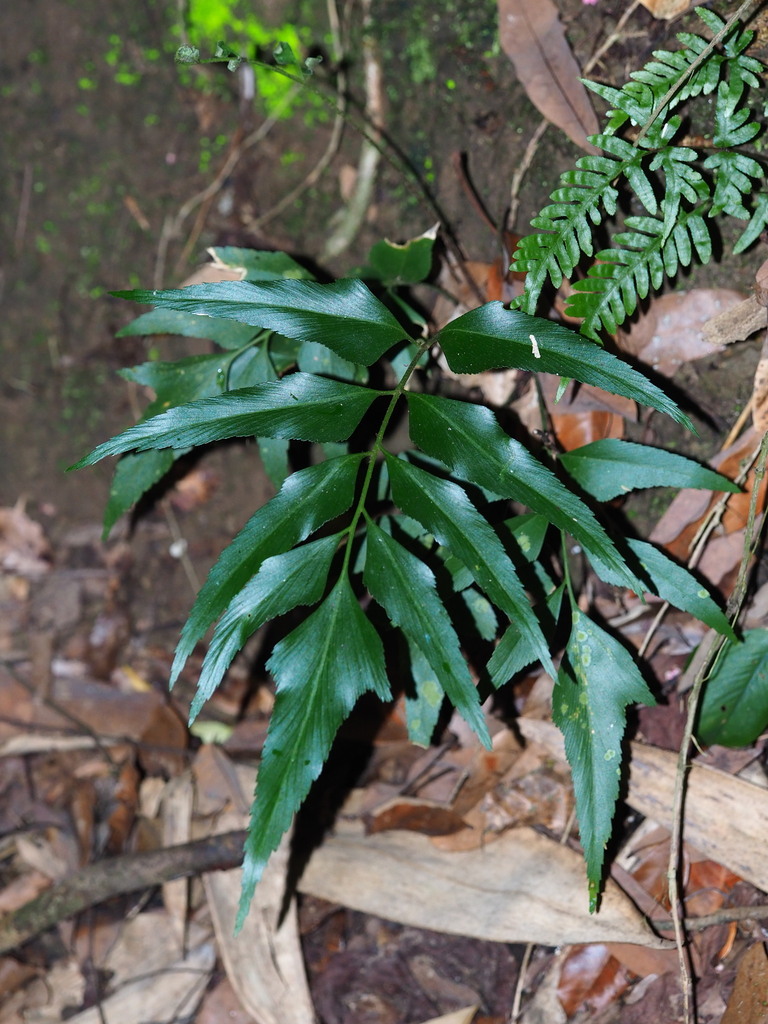 Asplenium falcatum (Asplenium falcatum)