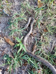 Cubophis vudii