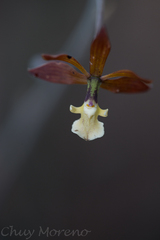 Prosthechea michuacana