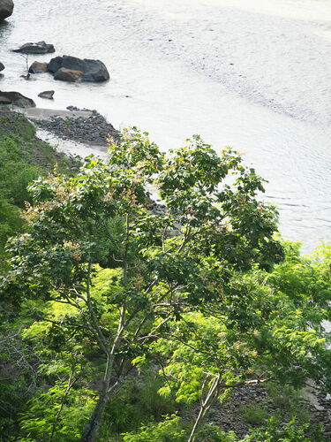 Firmiana simplex