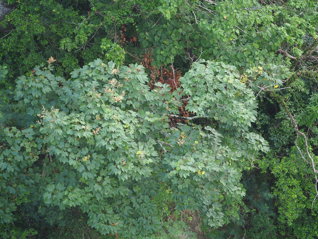 Firmiana simplex, 607台灣嘉義縣大埔鄉