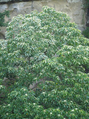 Firmiana simplex