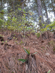 Prosthechea michuacana