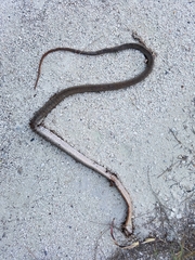 Cubophis vudii