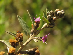 Lepidaploa karstenii