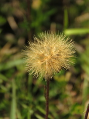 Noticastrum marginatum