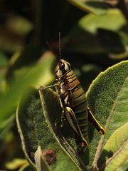 Agesander ruficornis