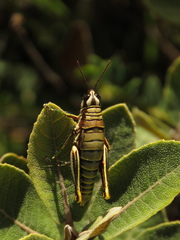 Agesander ruficornis