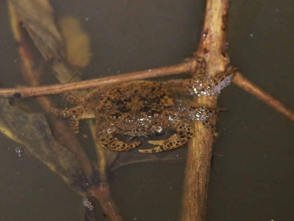 Mekhongthelphusa kengsaphu