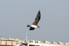 Ichthyaetus hemprichii