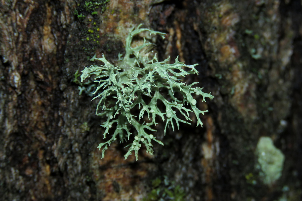 Ramalina vogulica