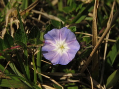 Evolvulus bogotensis
