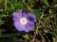 Evolvulus bogotensis