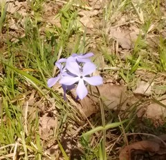 Phlox divaricata laphamii