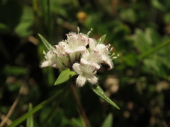 Spermacoce chartensis
