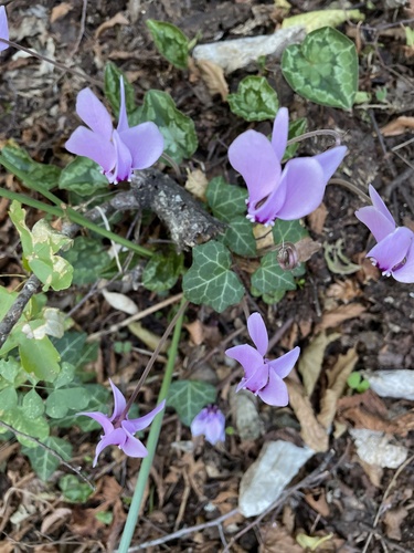 Cyclamen hederifolium