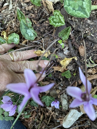 Cyclamen hederifolium