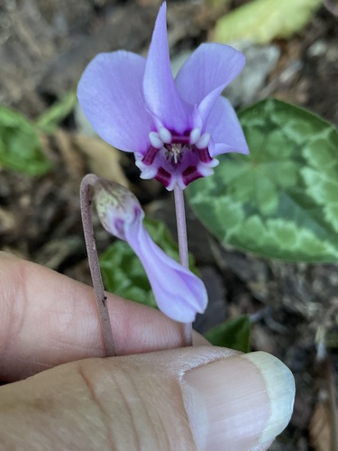 Cyclamen hederifolium