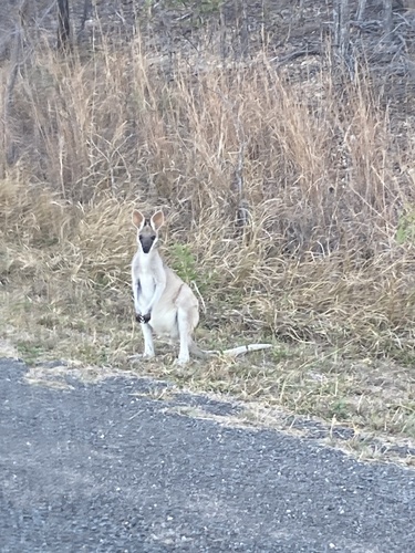 Pretty-faced Wallaby