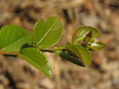 Xylosma spiculifera
