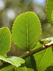 Xylosma spiculifera