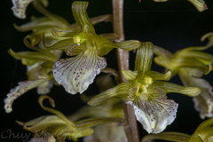 Corallorhiza macrantha