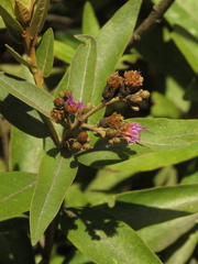 Lepidaploa karstenii