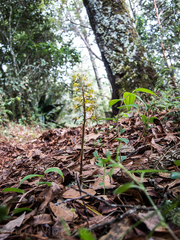 Corallorhiza macrantha