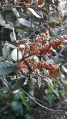 Clethra fimbriata