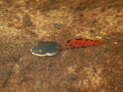 Jarujin's Flying Frog photo 2