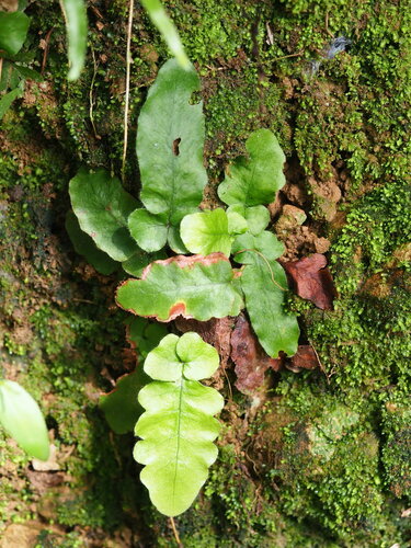 Tectaria zeilanica, photograph 1