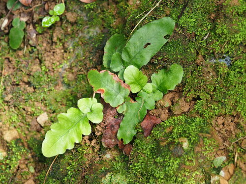 Tectaria zeilanica, photograph 2
