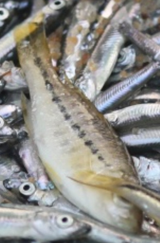 Protomelas marginatus
