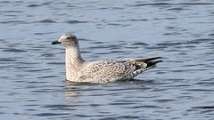 Vega Gull photo 5