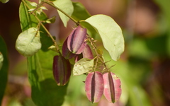 Combretum roxburghii