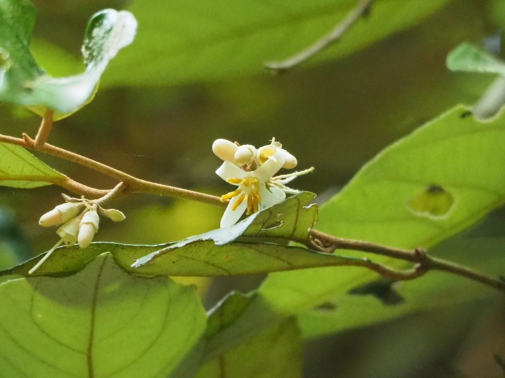 Styrax suberifolius (Styrax suberifolius)