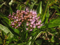 Chromolaena perglabra