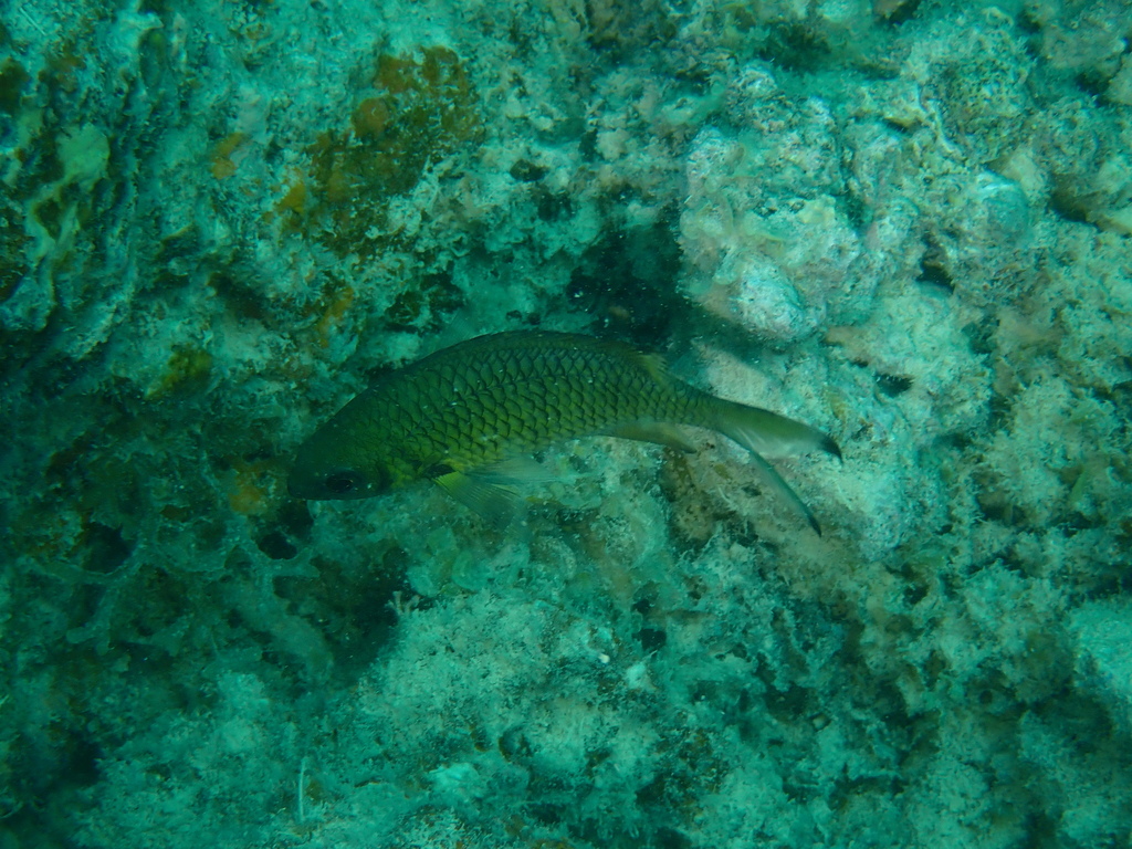 Weber's chromis