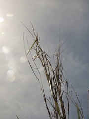 Andropogon aequatoriensis