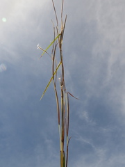 Andropogon aequatoriensis